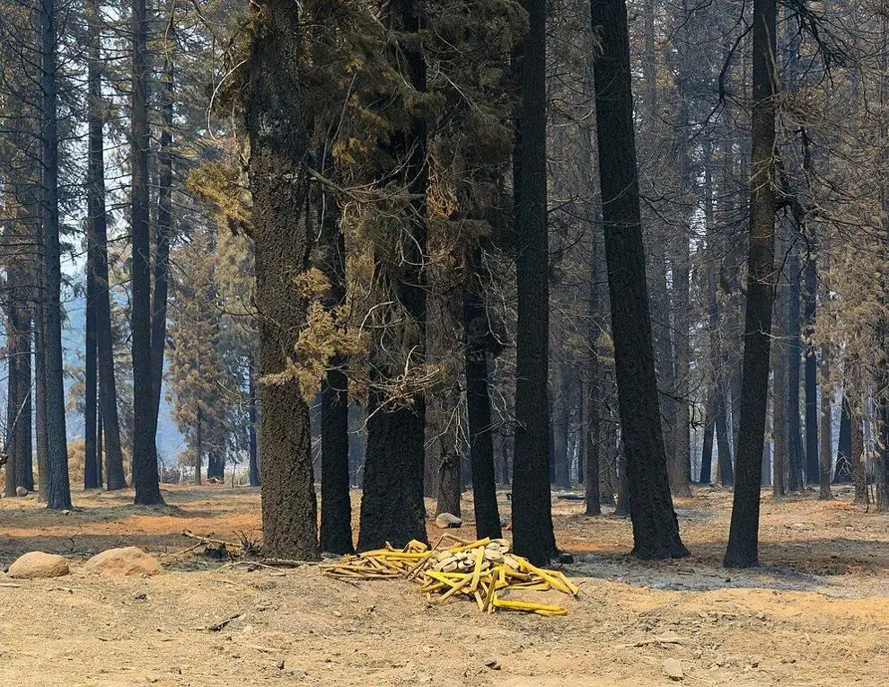 Less severe forest fires can reduce intensity of future blazes