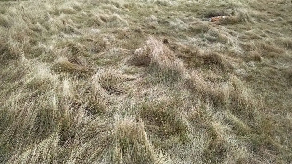 14 grass workshop.jpg