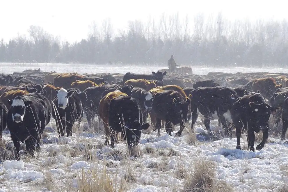 16 targeted grazing.jpg