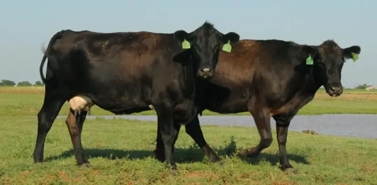 Low cull cow prices and complex culling decisions