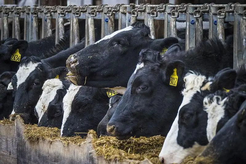 Feedlots place more and lighter cattle