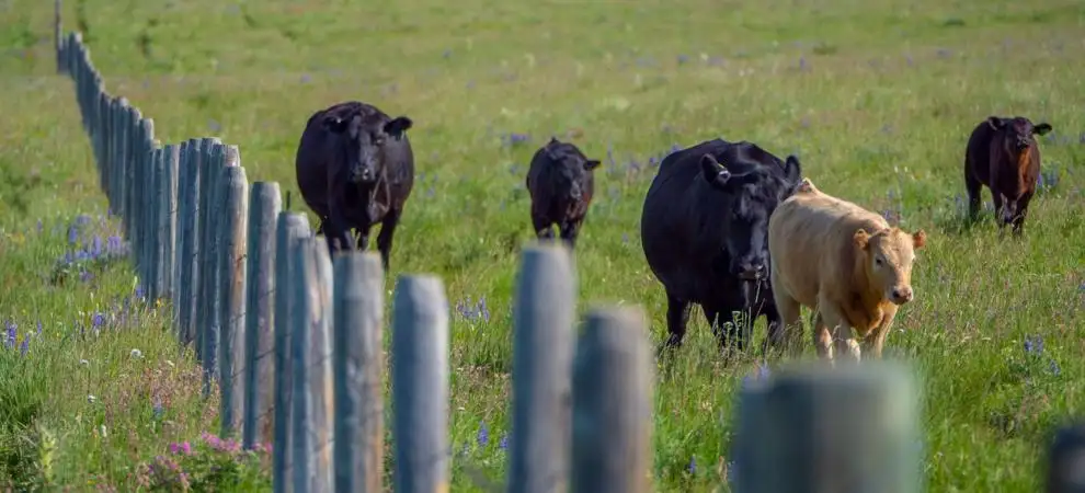 Cows on lush grass generic