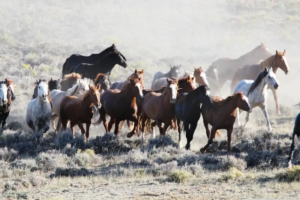 BLM wins right to gather WY feral horses