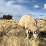 Livestock grazing helps California tackle wildfire - 3