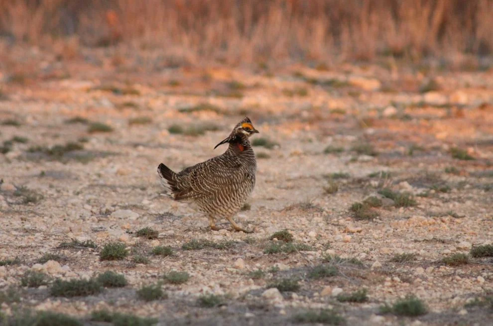 male lesser prairie chicken