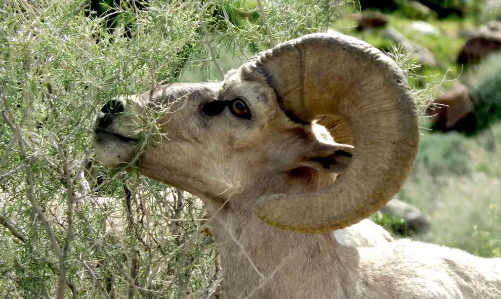 ID to cull bighorn sheep to prevent disease spread 