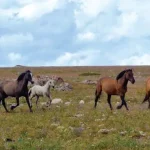 Group wants feral horses listed under the ESA