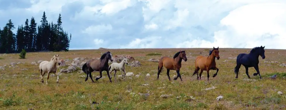 Group wants feral horses listed under the ESA