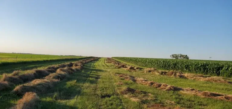 Rain impacts forage quality
