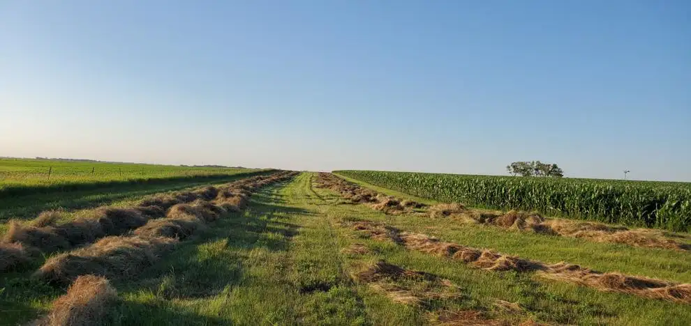 Rain impacts forage quality