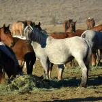Judge halts second BLM feral horse spay study