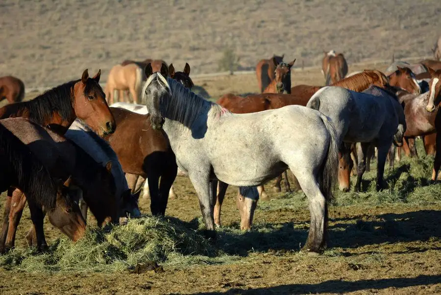 BLM approves NV horse plan