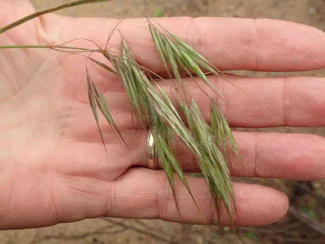 California’s Bromus plant fuels wildfire