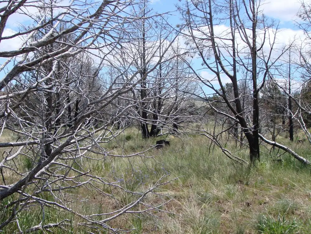 U of I study questions two-year grazing rest after rangeland fires