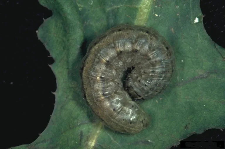 army cutworm