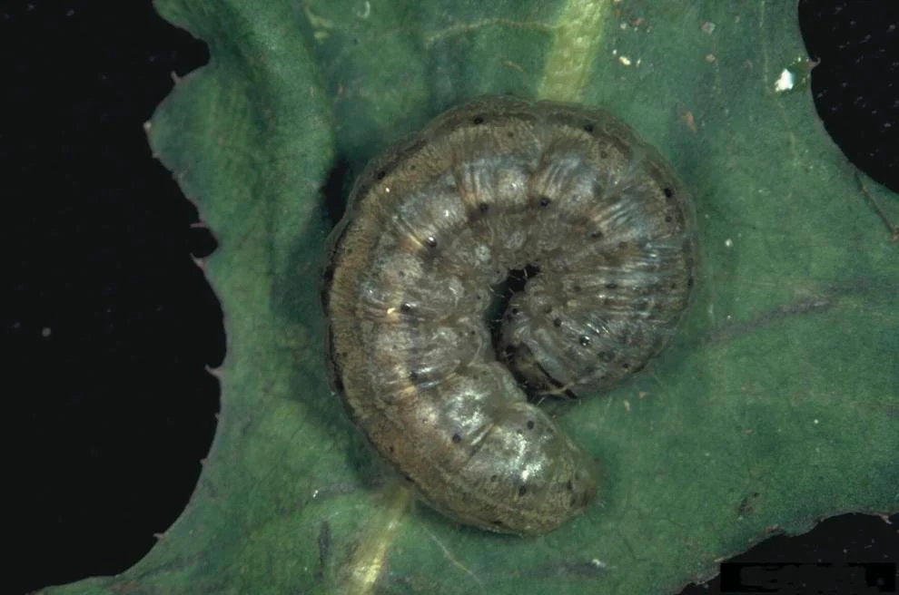 army cutworm