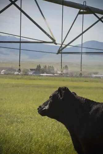 irrigation field with animal