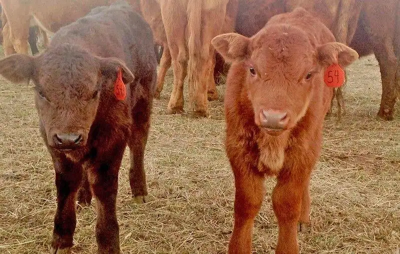 Twin calves