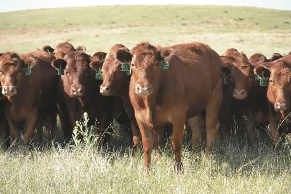 Administering the bangs vaccine this spring