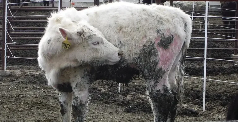 13 calf-lice.jpg