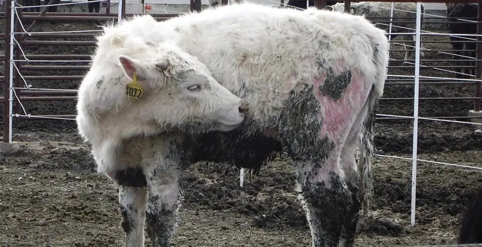 13 calf-lice.jpg