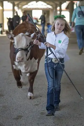 Keeping animals cool at county shows