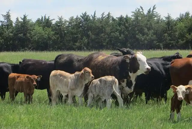 cattle
