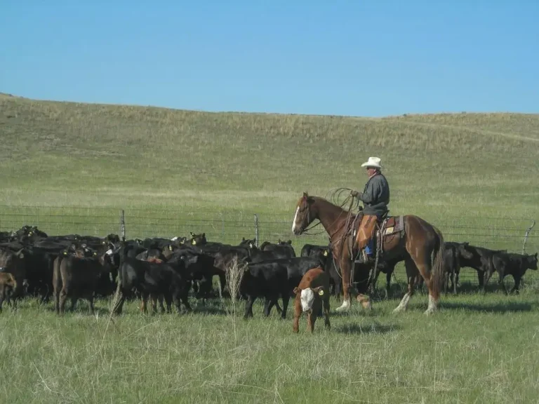 herding cattle horseback