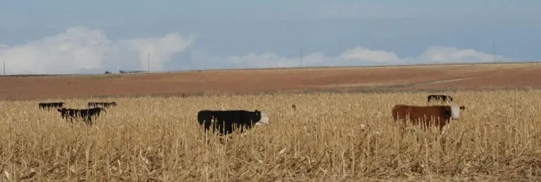 Utilize Corn Stalks for Grazing