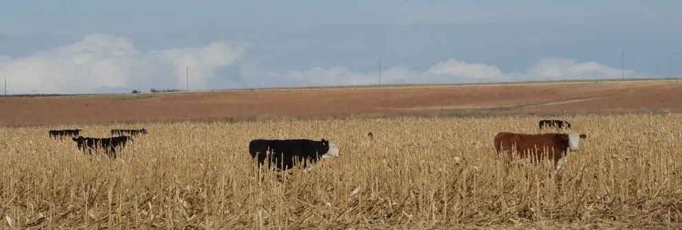 Utilize Corn Stalks for Grazing