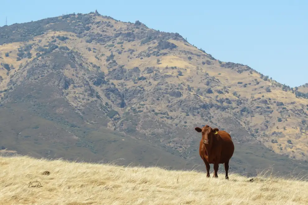 Cow on Mt Diablo.png