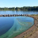 Hot weather increases cyanobacterial poisoning