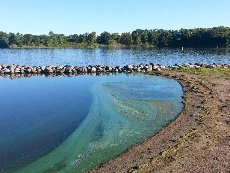 Hot weather increases cyanobacterial poisoning