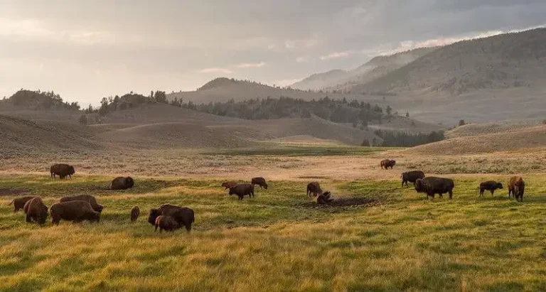 bison in yellowstone