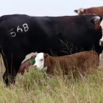 Early weaning effective method for high rebreeding rates in thin cows