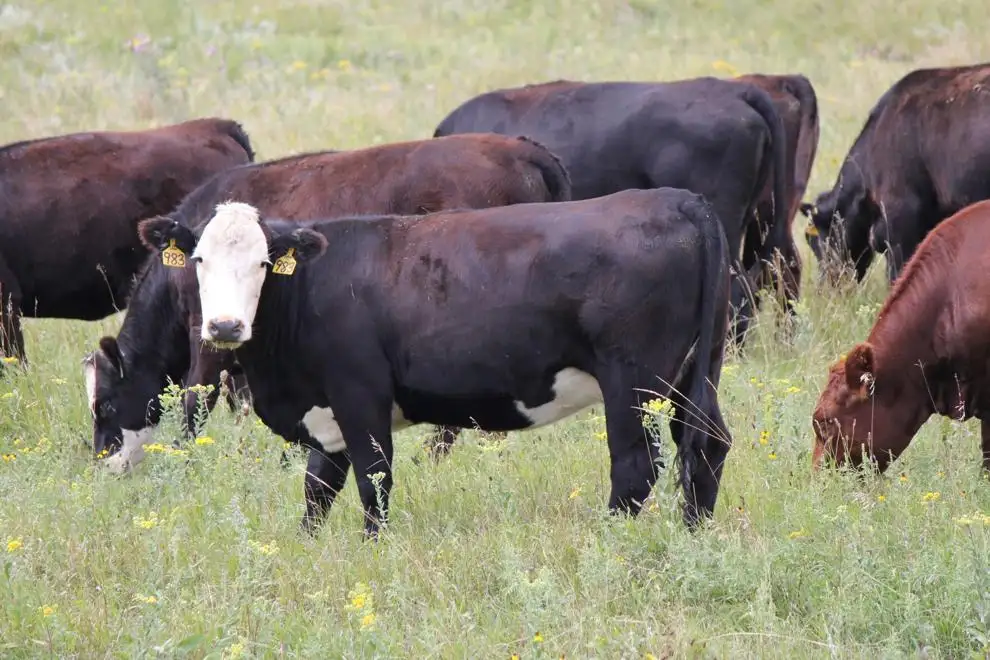 Cattle