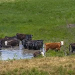 cattle pond