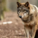 Gray wolf in the forest