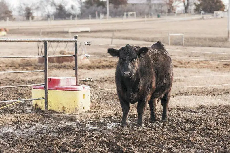 Suit filed against banks in ‘ghost cattle’ scheme | Western Livestock ...