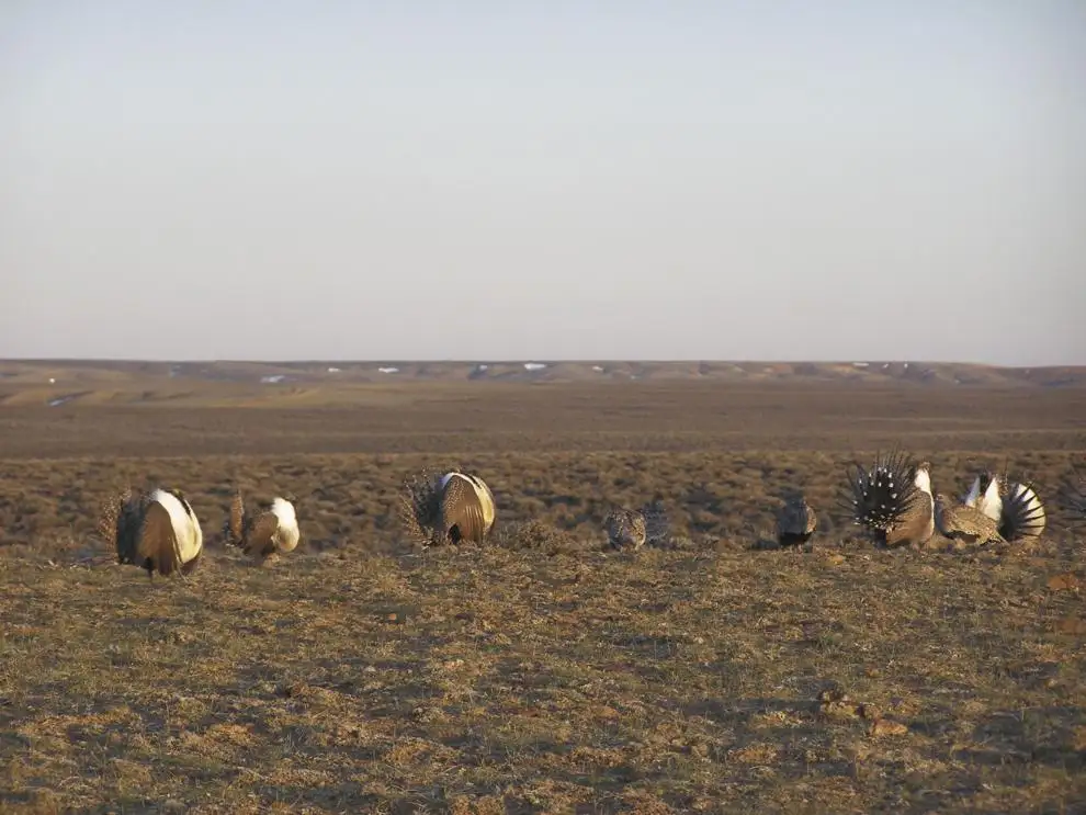 greater sage-grouse lek