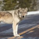 Group advocates against CO wolf reintroduction