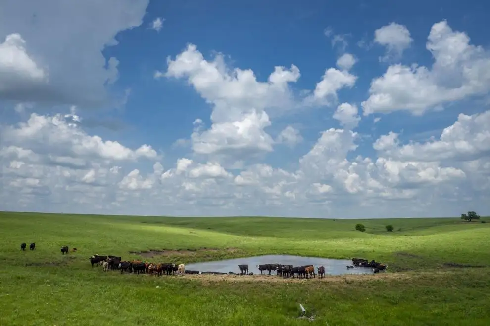 cattle at pond