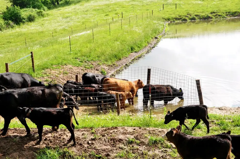 Comparing weaning dates for fall-calving cows