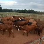 Continued drought could lead to culling herds
