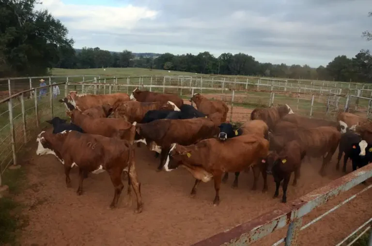 Continued drought could lead to culling herds