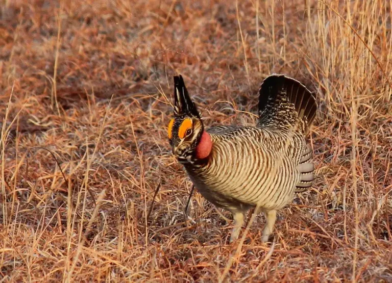 Groups sue over lesser prairie chicken