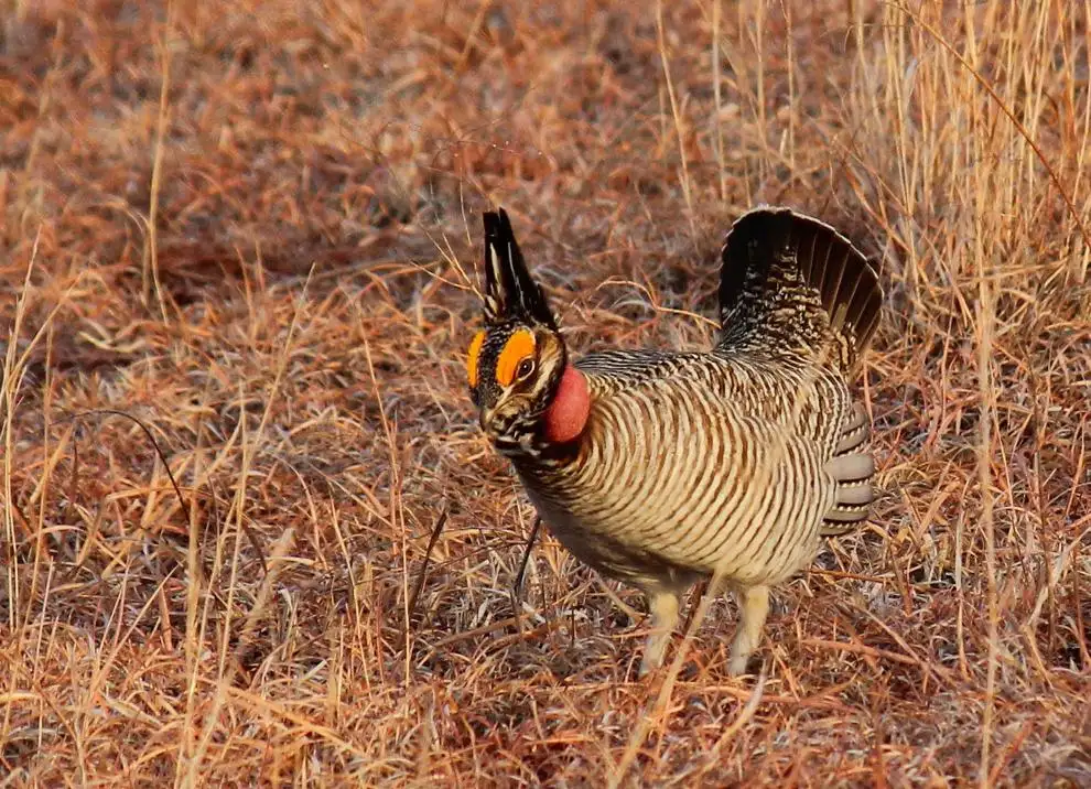 Groups sue over lesser prairie chicken
