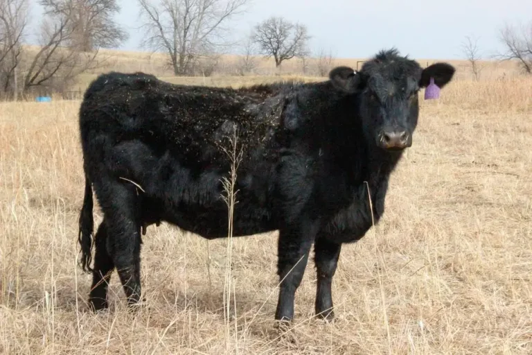 The hidden cost of cow depreciation