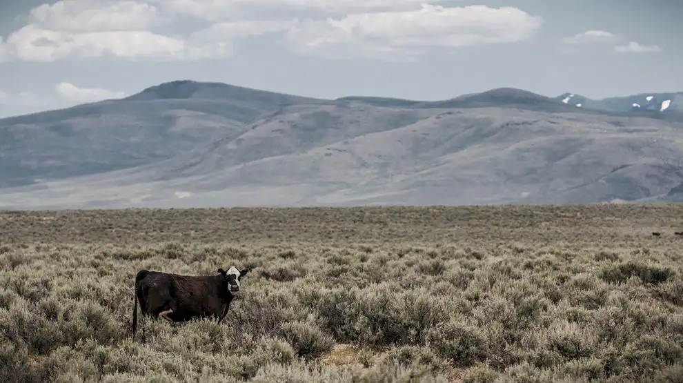 Hammond Ranches files partial protest to OR grazing decision
