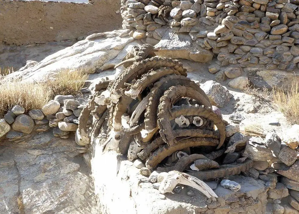 Marco Polo sheep horns